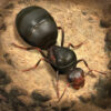 [Code] The Ants: Underground Kingdom latest code 09/2022
