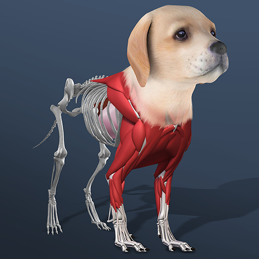 [Code] Idle Pet – Create cell by cell latest code 08/2025