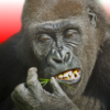 [Code] Flying Gorilla latest code 06/2023